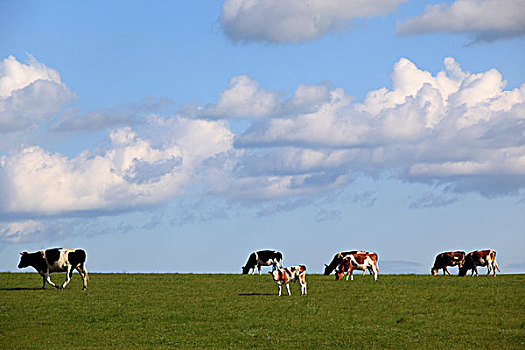 草原,牛,天空,云彩