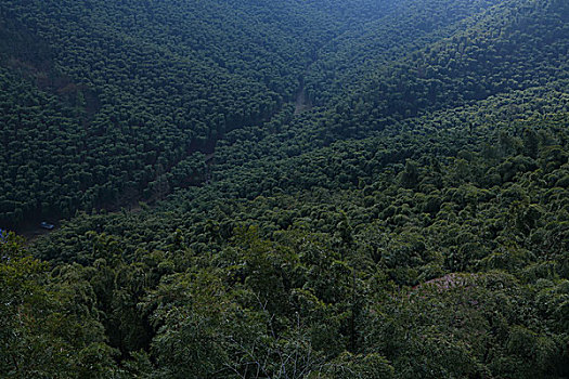 安吉,大竹海风景区,竹林,竹海