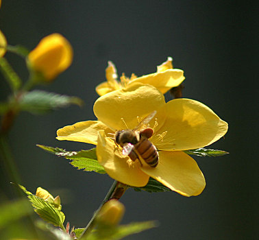 棣棠花,蜜蜂,采蜜,春天,阳光