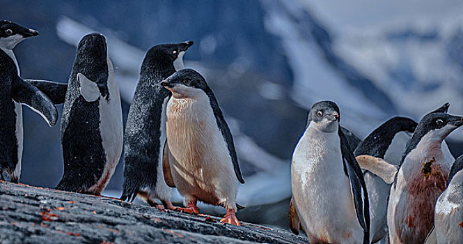 南极阿德利企鹅冰川上