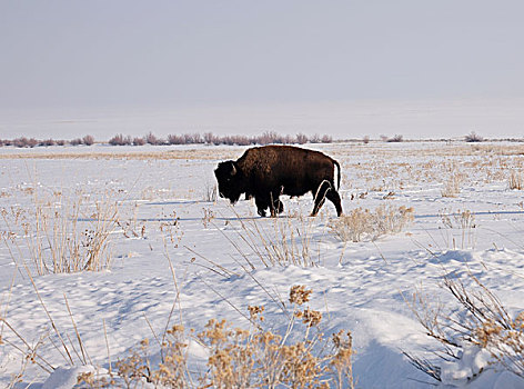 野牛,放牧,雪景