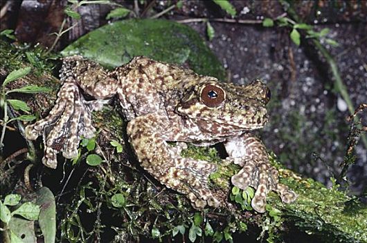 褐色,树蛙,树蟾属,保护色,蒙特维多云雾森林自然保护区,哥斯达黎加