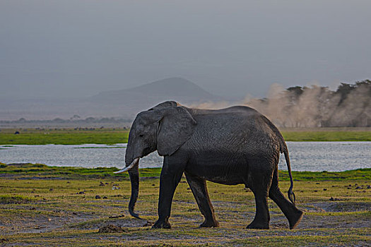 肯尼亚山国家公园大象用沙浴降体温