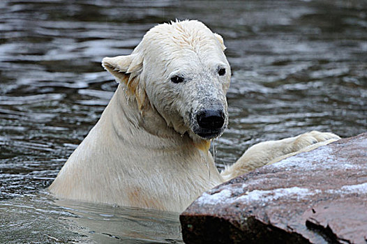 北极熊,水中