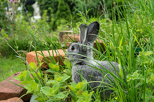 灰色,兔子,坐,草坛