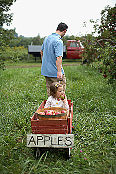 父亲,拉拽,木质,手推车,女儿,苹果