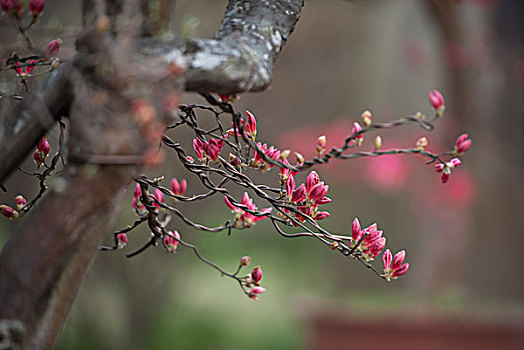 岳西杜鹃花