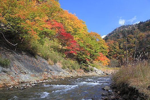 彩色,叶子,河流