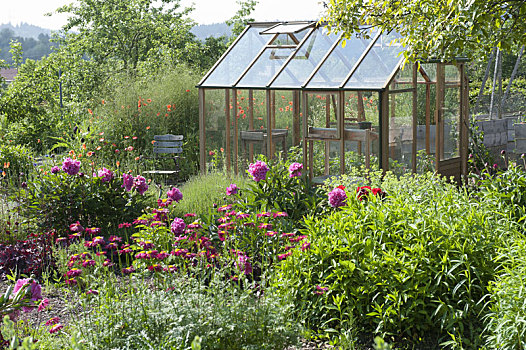 温室,自然,花园,芍药,粉色,一对
