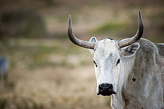 牛,农场,斯坦陵布什,西海角,南非