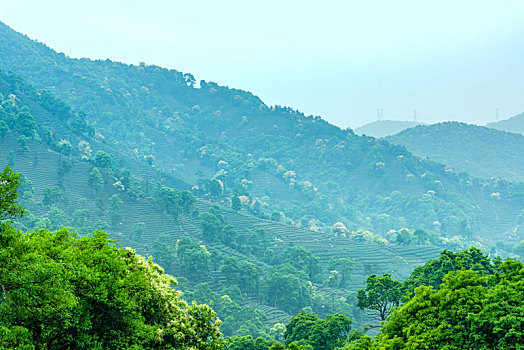 杭州梅家坞茶山