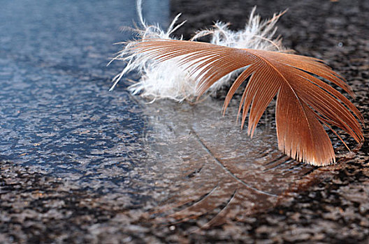 羽毛,大理石,表面,南非,六月,2009年