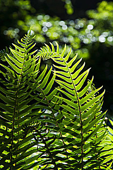 剑蕨类植物,树林,俄勒冈,美国