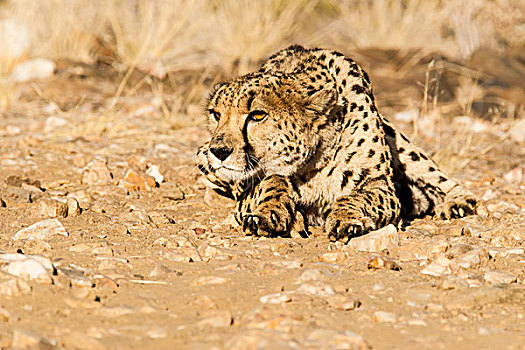 印度豹,猎豹,纳米比亚,非洲