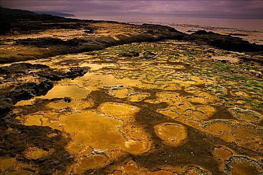 砂岩,架子,潮汐,水池,省立公园,不列颠哥伦比亚省,加拿大