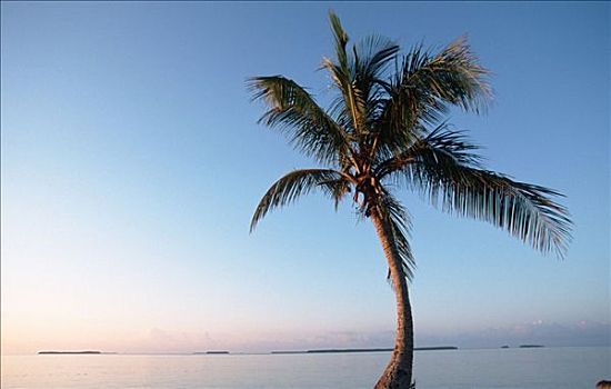 椰树,晨光,大沼泽地国家公园,佛罗里达,美国,椰