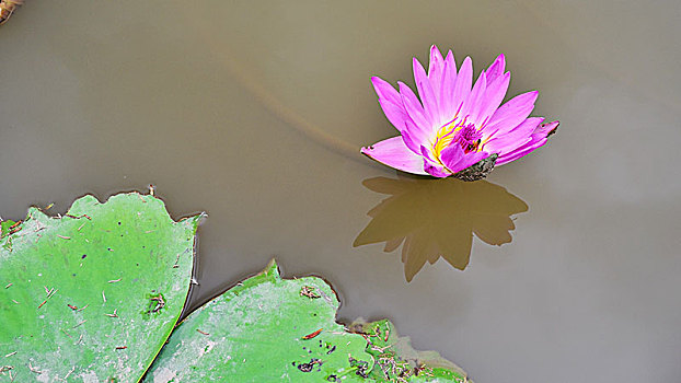 莲花池