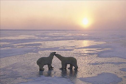 北极熊,日落,冰冻,丘吉尔市,曼尼托巴,加拿大,一对,成年,走