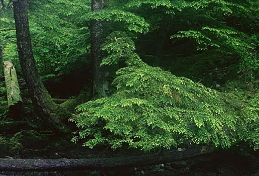 树林,夏洛特女王岛,不列颠哥伦比亚省,加拿大
