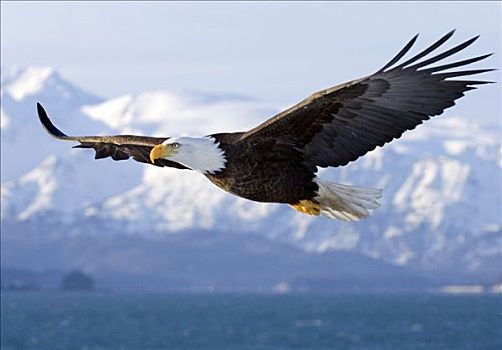 白头鹰,半空,飞行,上方,肯奈半岛,阿拉斯加,冬天