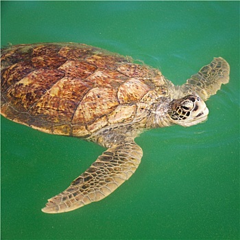 海龟,加勒比