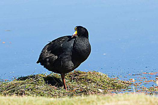 巨大,黑鸭,大骨顶,拉乌卡国家公园,区域,智利,南美