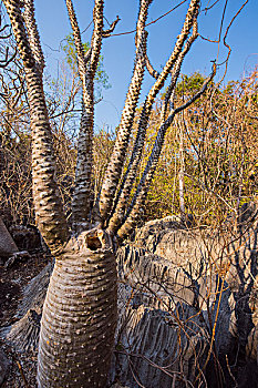 madagascar马达加斯加贝马拉哈国家公园猴面包树