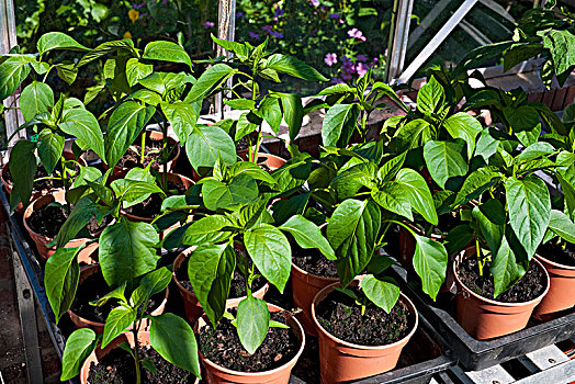 年轻,绿色,甜椒,植物,温室