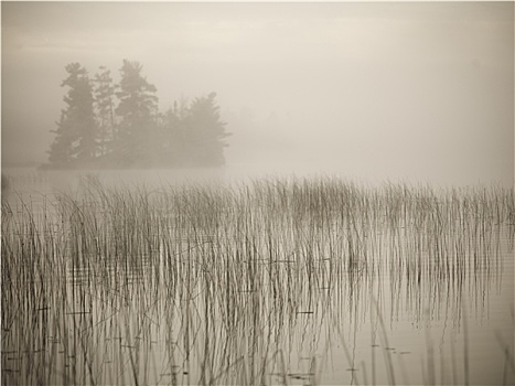 芦苇,湖,木头,遮盖,雾气,安大略省,加拿大