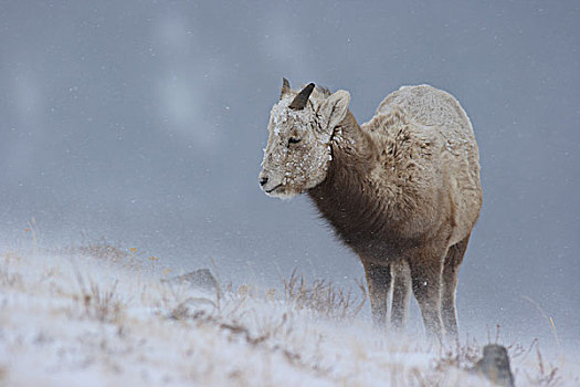 大角羊,羊羔,冰川国家公园,蒙大拿