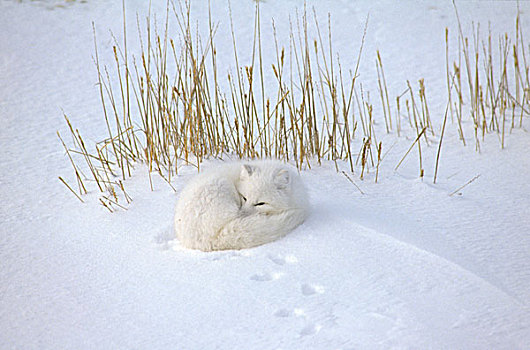 北极狐,卷曲,向上,休息,雪中,哈得逊湾,曼尼托巴,加拿大