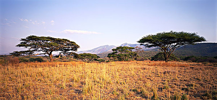 景色,坦桑尼亚,非洲