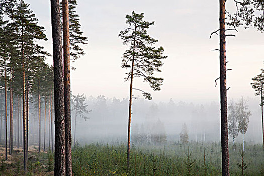 树,雾气,芬兰