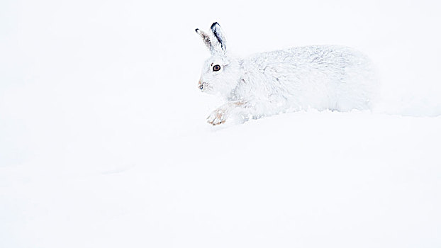 雪兔,跑,雪中,冬季外套,国家公园,苏格兰高地,苏格兰,英国,欧洲