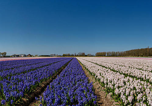 荷兰,欧洲,风景,花,春天,球根,地点,风信子