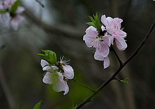 桃花