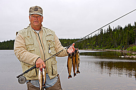 捕鱼者,抓住,斑点,鲑鱼,靠近,住宿,溪流,维京观景小道,北方,半岛,纽芬兰,拉布拉多犬,加拿大