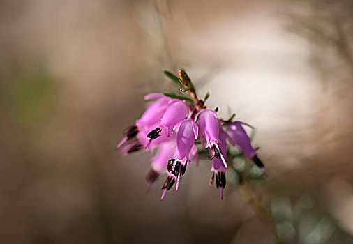 特写,石南花