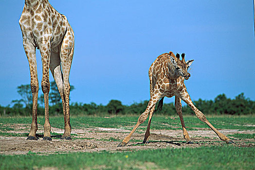 长颈鹿,幼小,弯曲,喝,靠近,成年,乔贝国家公园,博茨瓦纳
