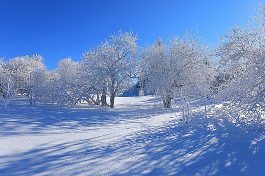 雪岭雾凇景观