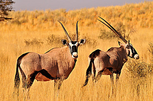 长角羚羊,南非大羚羊,羚羊,高,草,卡拉哈迪大羚羊国家公园,卡拉哈里沙漠,南非,非洲