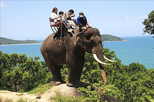 游客,骑,大象,岛屿,普吉岛,泰国
