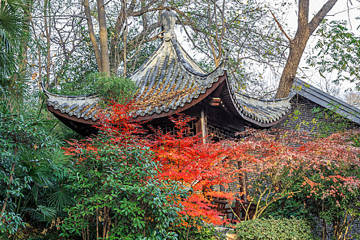 彩树林后的古建凉亭,南京市清凉山公园