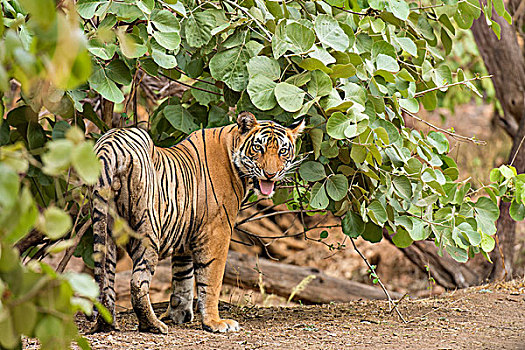 野生,虎,树林,伦滕波尔国家公园,拉贾斯坦邦,印度,亚洲