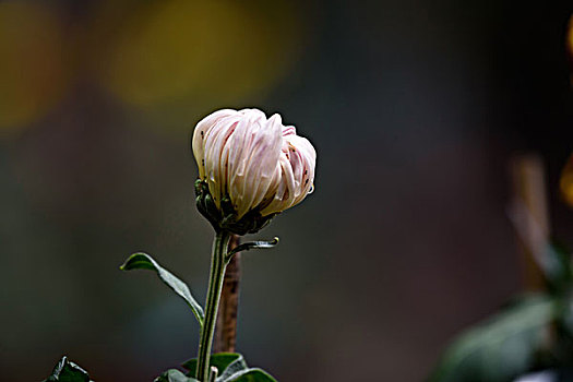 菊花特写