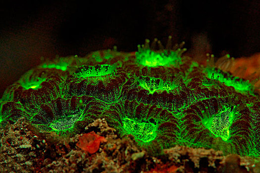 荧光,绿色,脑珊瑚,父亲,礁石,巴布亚新几内亚,水下