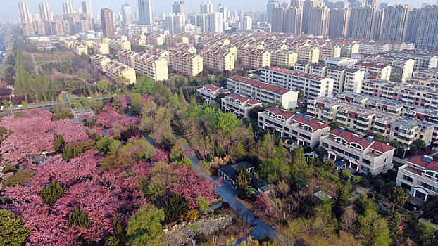 山东省日照市,浪漫樱花进入盛花期,粉色花海魅力无限成市民网红打卡地