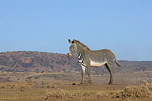 斑马,细纹斑马,独特,莱瓦野生动物保护区,北方,肯尼亚