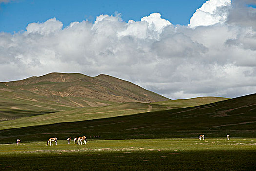 西藏那曲地区野驴群