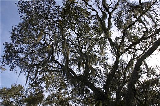 树,逆光,松萝凤梨,州立公园,佛罗里达